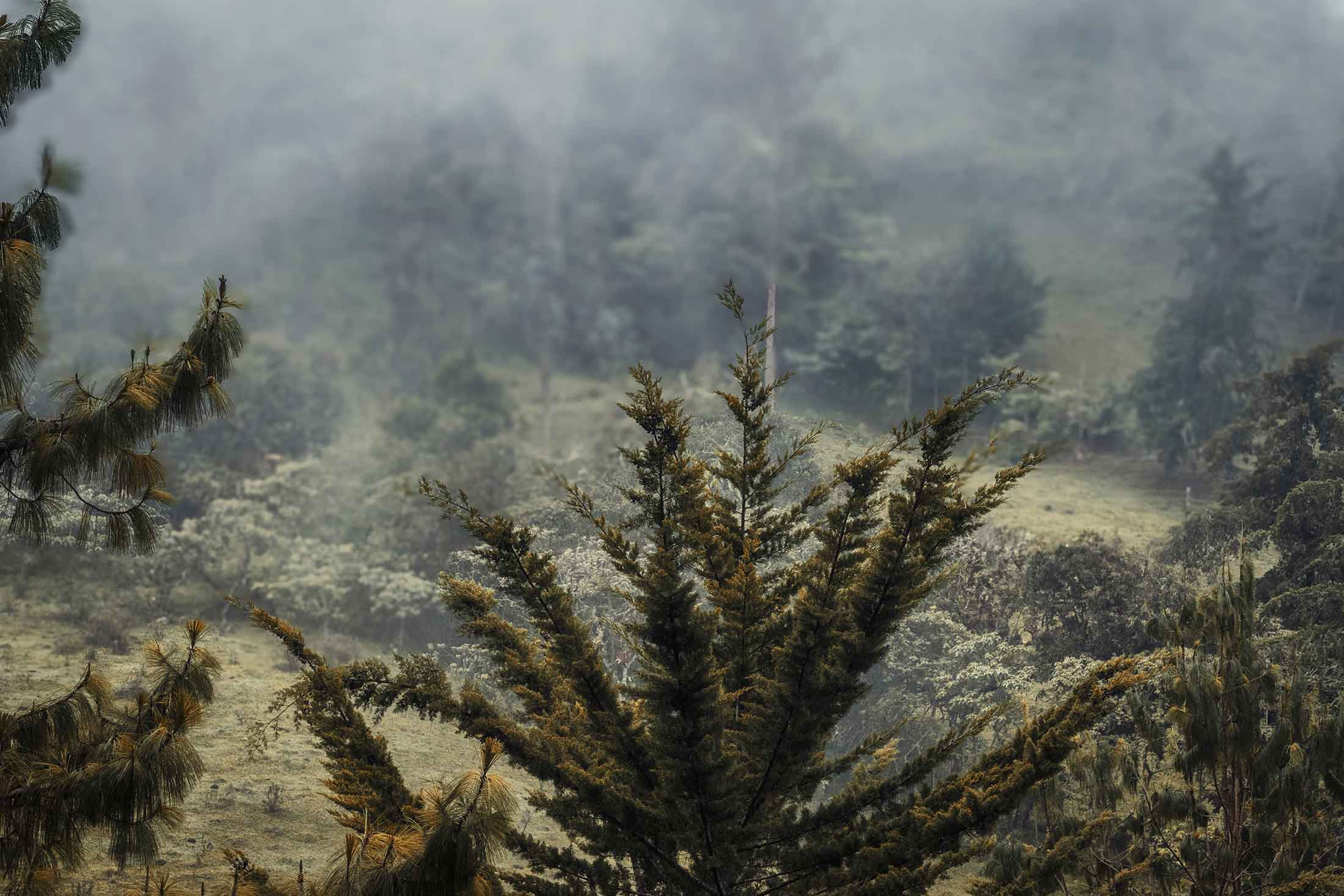 bosque-en-garagoa