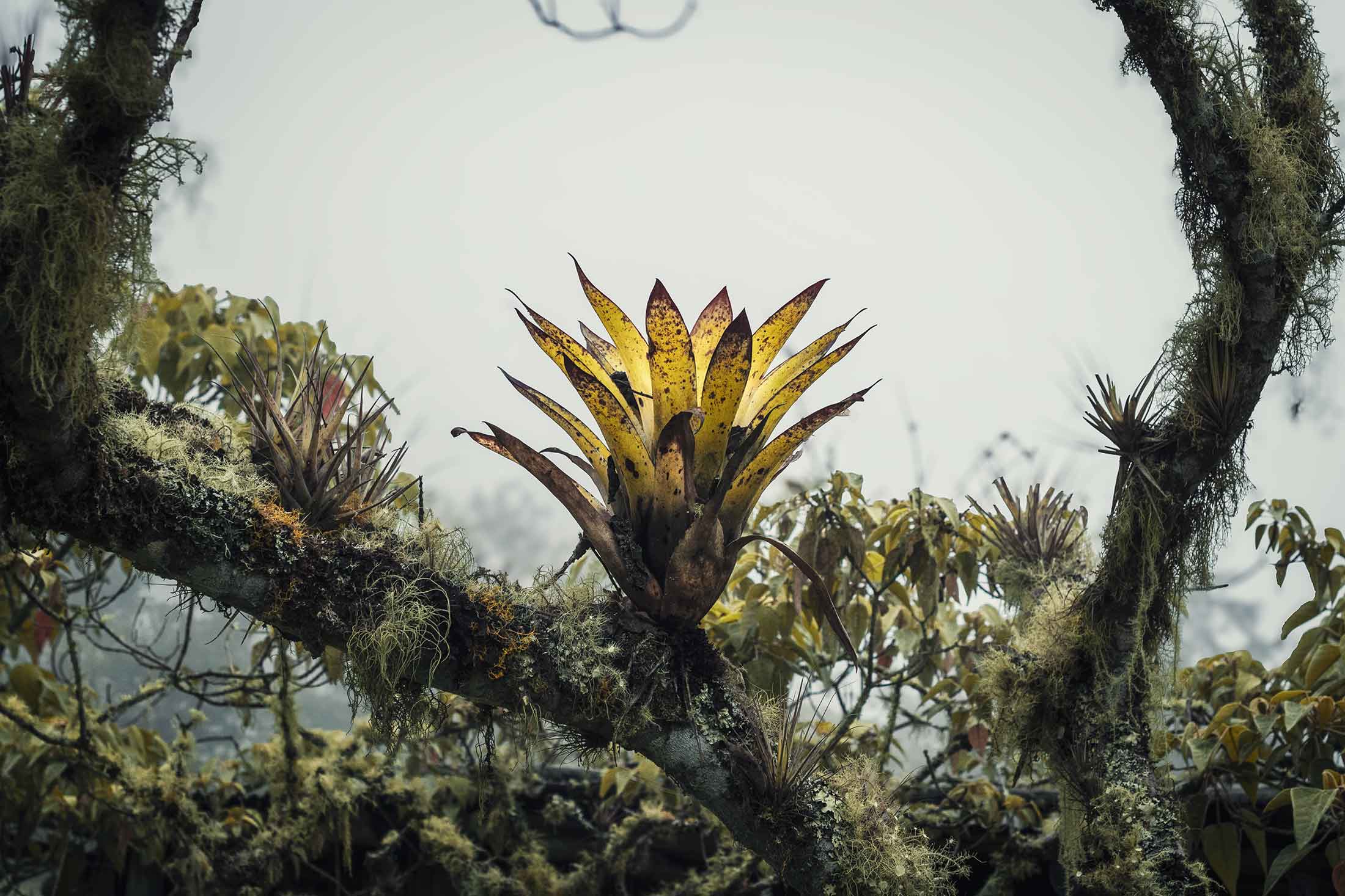 bromelia-colombia-bosque