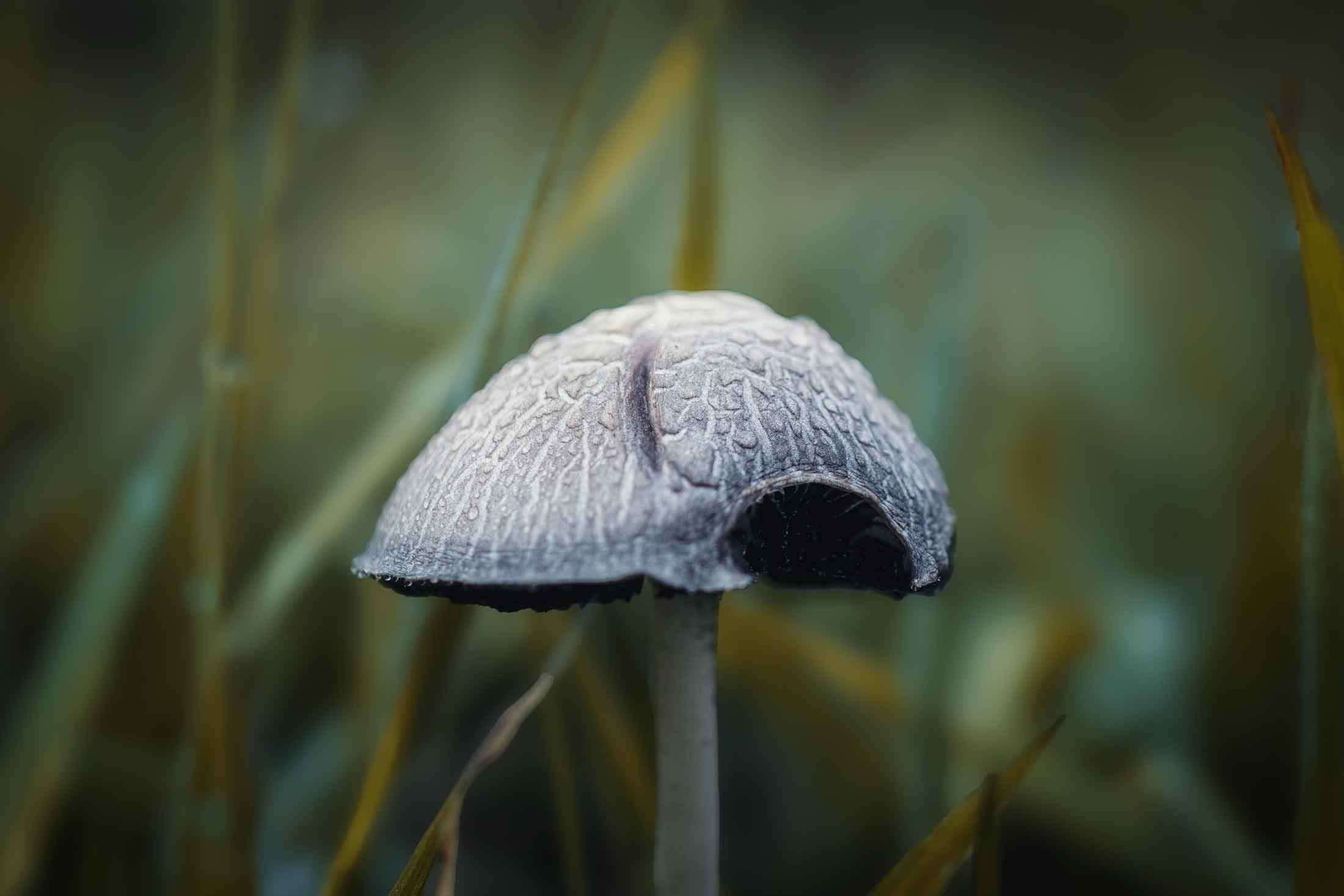 macro–foto-hongo-colombiano
