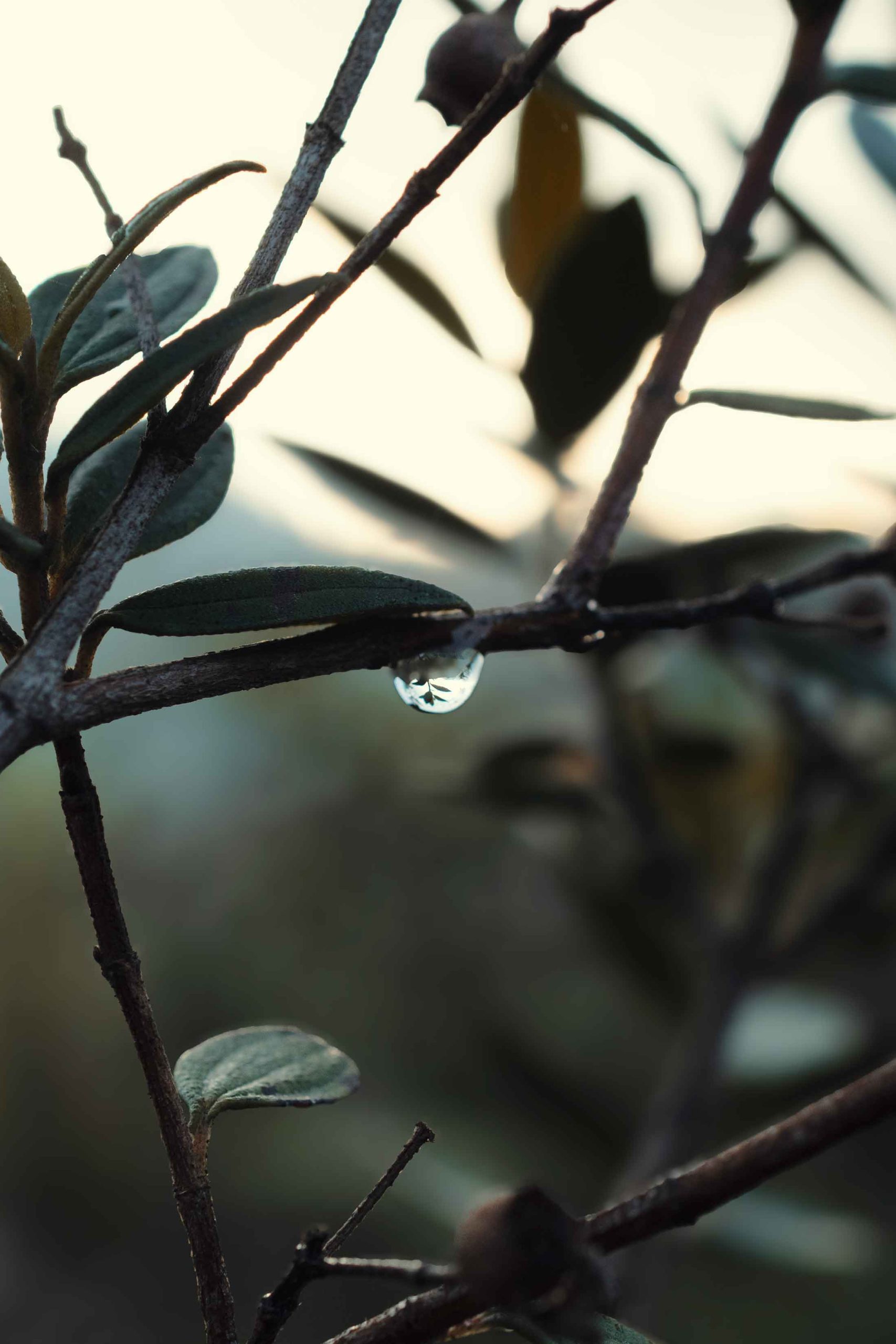 macro-fotografia-gota-de-agua